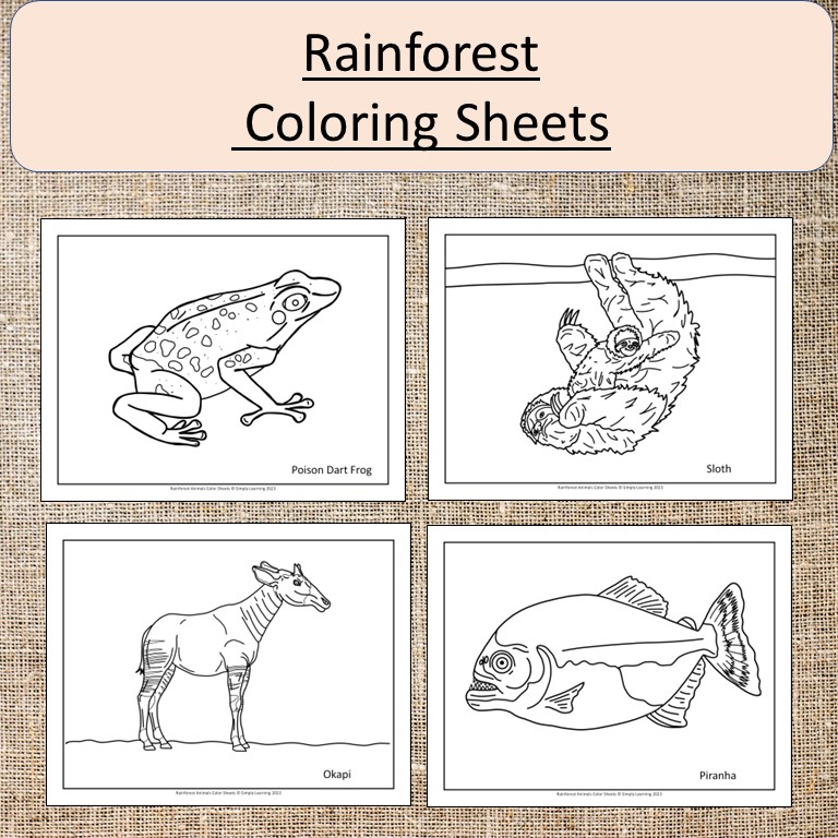 Rainforest animals coloring sheets pages art gorilla frog sloth made by teachers