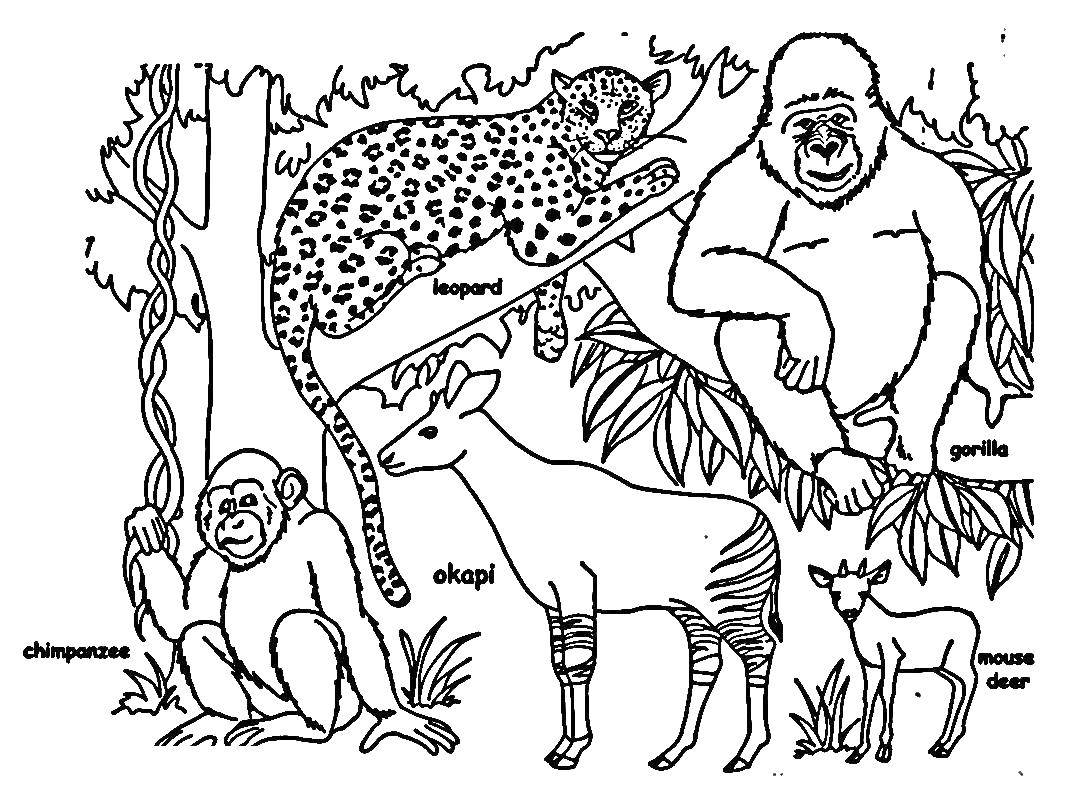 Online coloring pages coloring wild animals coloring
