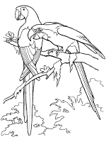 Rainforest animals coloring pages