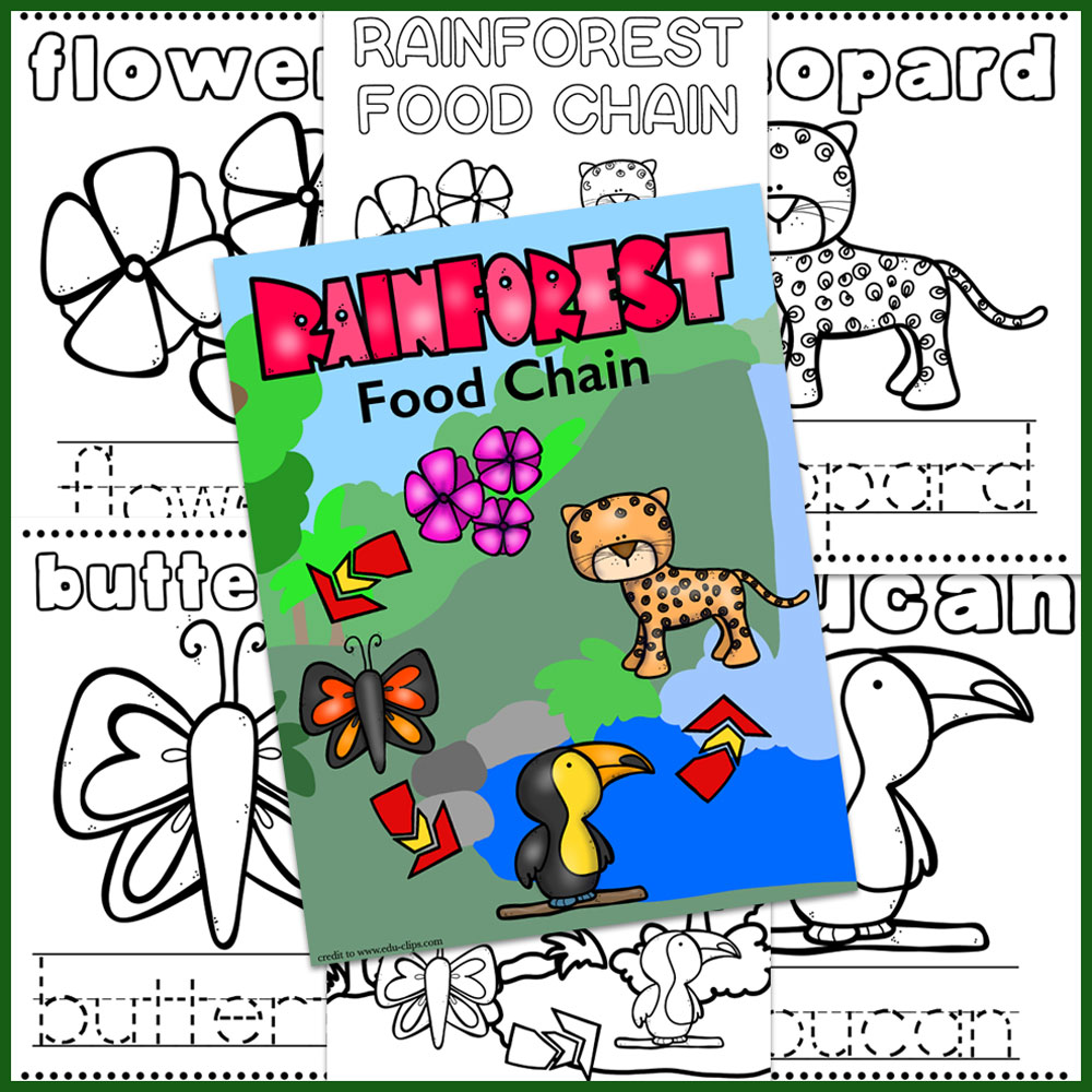 Rainforest food chain coloring book