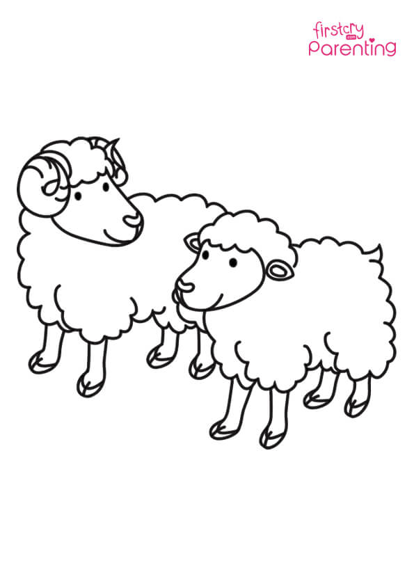 Sheep ram and ewe coloring page for kids