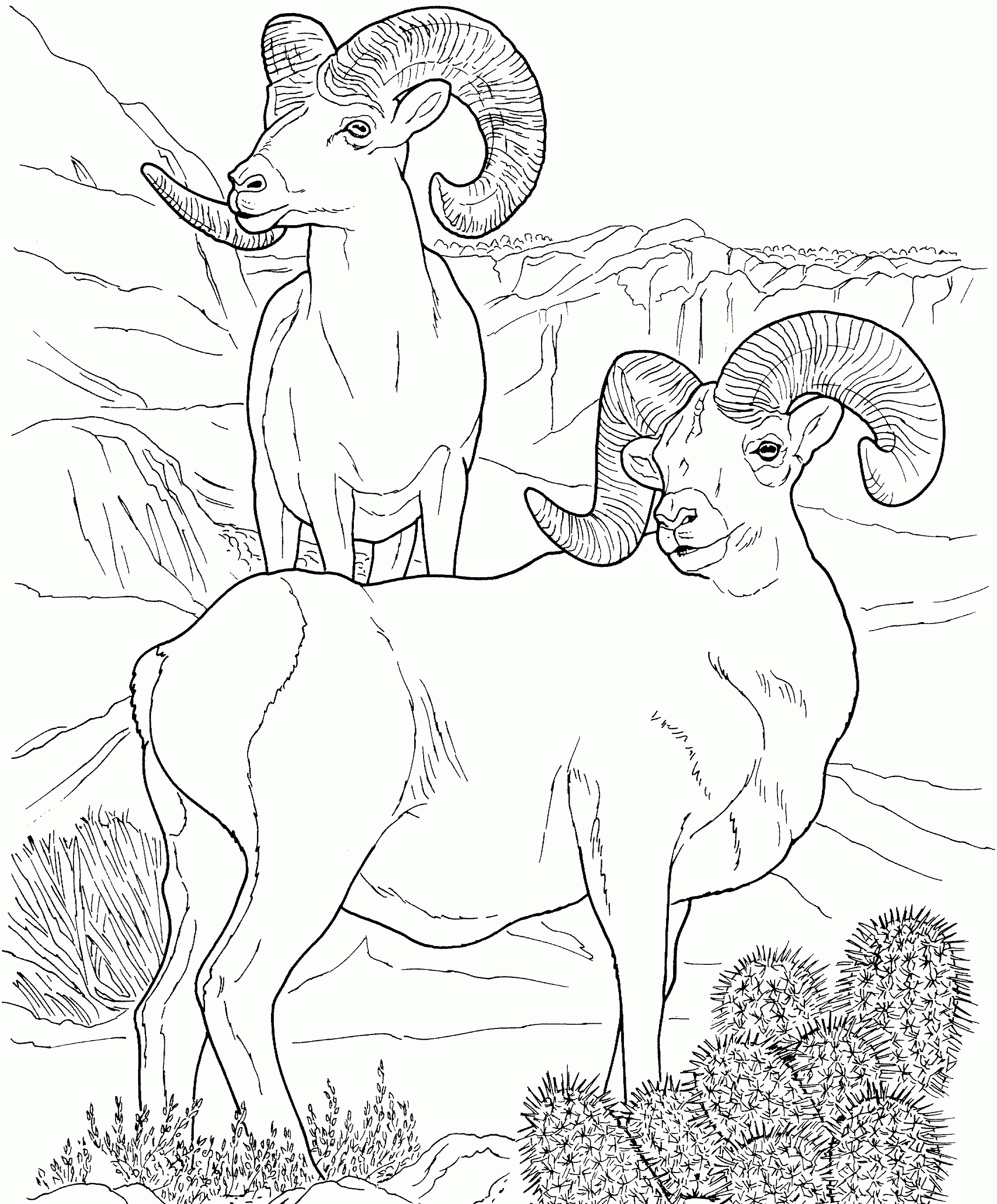 Desert coloring pages