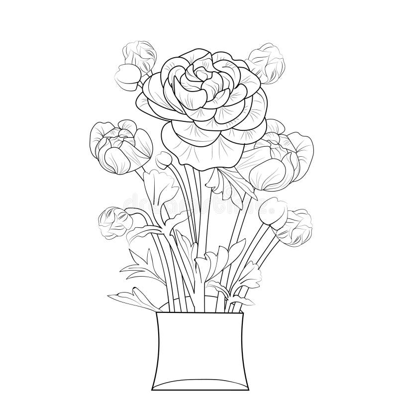 Ranunculus flower drawing hand draw flower vase illustration vector sketch decorative pencil art a bouquet of floral stock vector