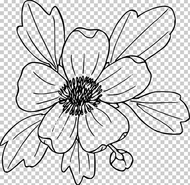 Coloring book drawing ranunculus glaberrimus poppy png clipart black and white buttercup california poppy color cut