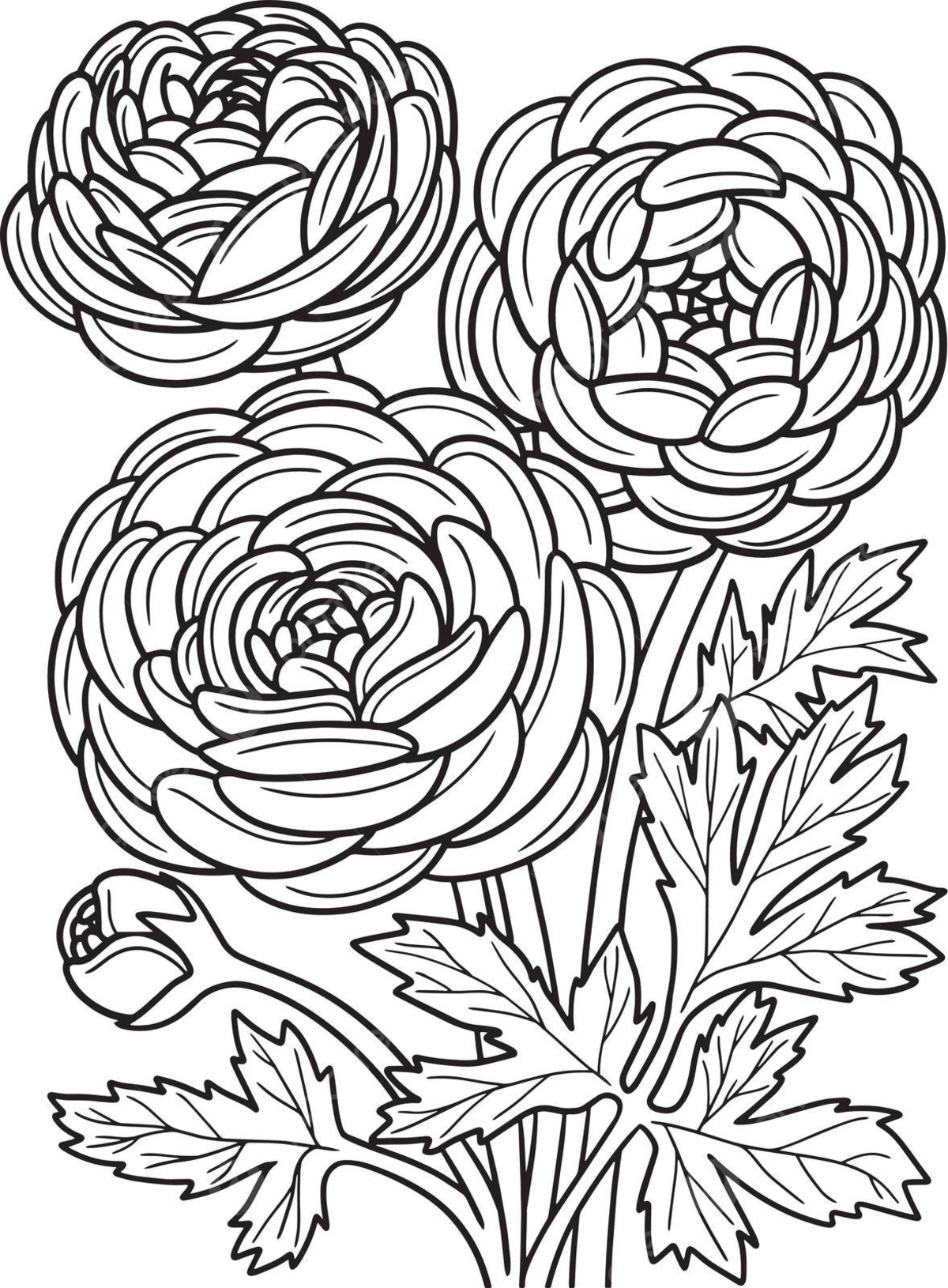 Colourful flowers coloring page png transparent images free download vector files