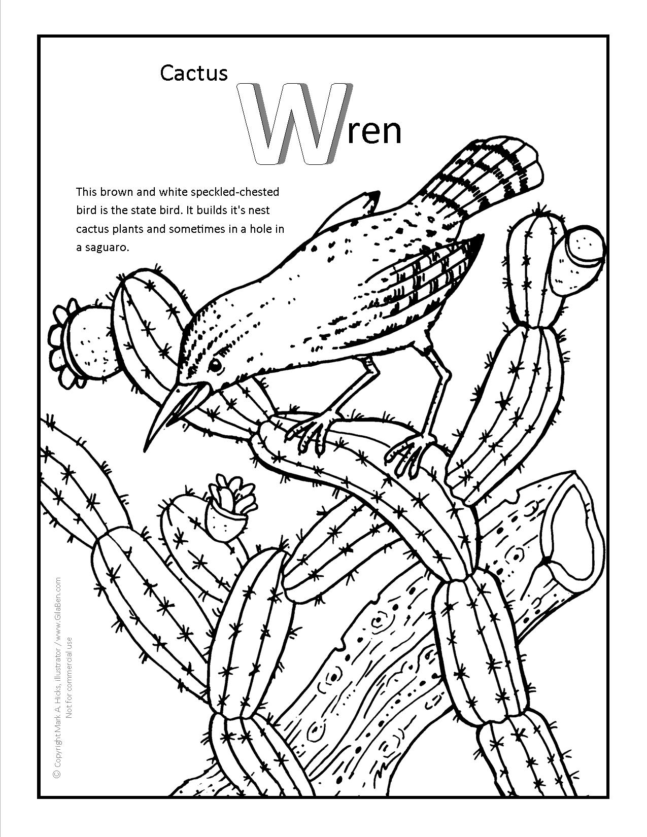 Cactus wren coloring page