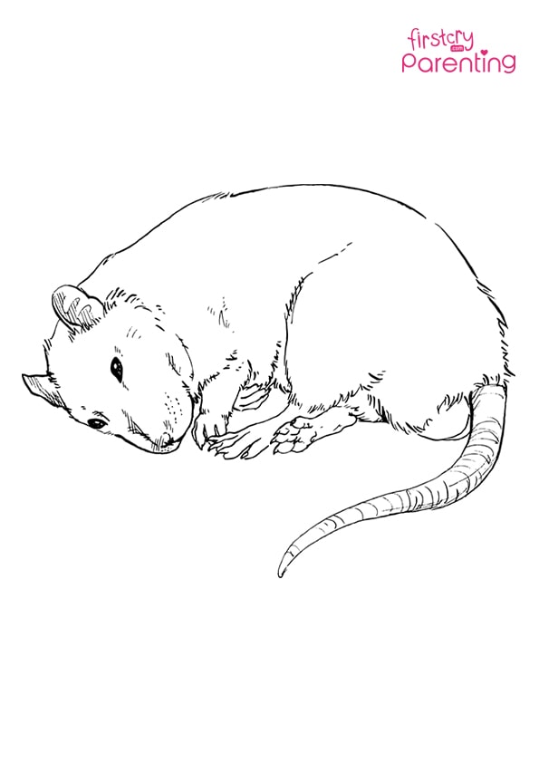 Sleeping rat coloring page for kids