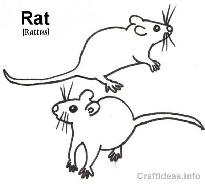 Free coloring book page of a rat