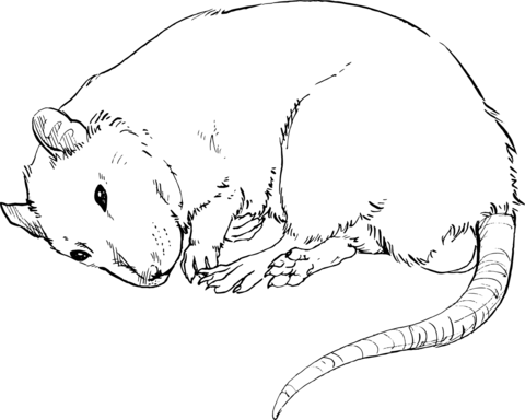 Rat coloring page free printable coloring pages