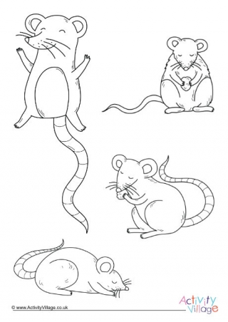 Rat louring pages