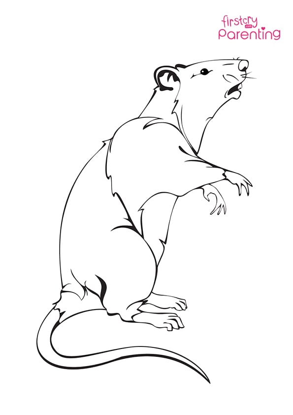 Realistic rat coloring page for kids