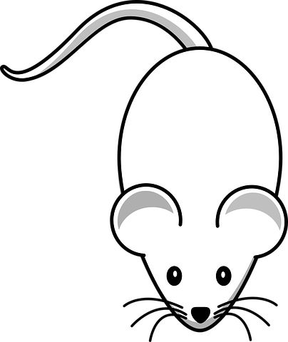 Download mouse rodent nature royalty