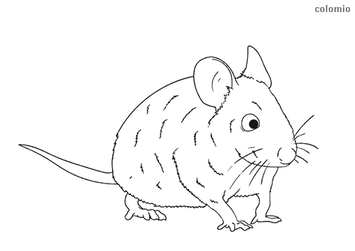 Mice coloring pages free printable mouse coloring sheets