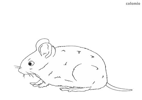 Mice coloring pages free printable mouse coloring sheets