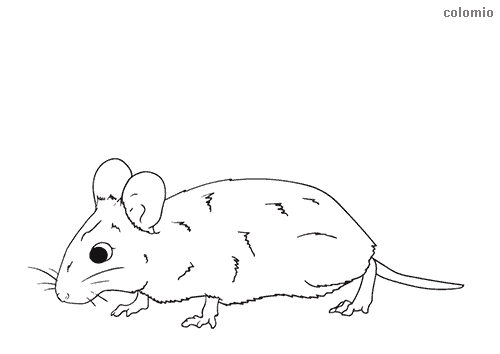 Mice coloring pages free printable mouse coloring sheets