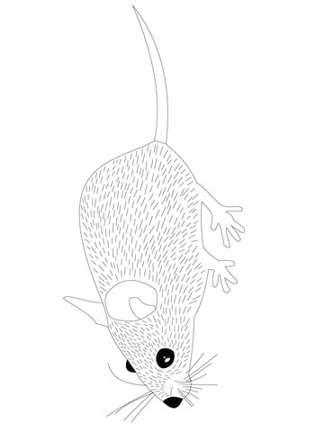 Wood mouse coloring page free printable coloring pages