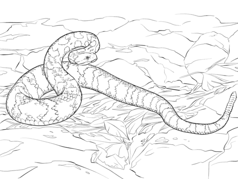 Timber rattlesnake coloring page free printable coloring pages