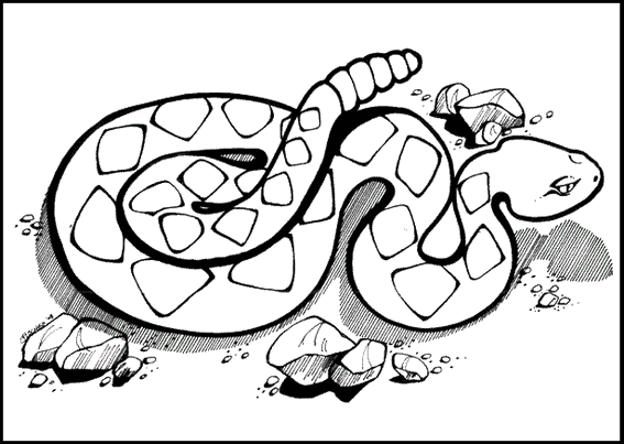 Captivating rattlesnake