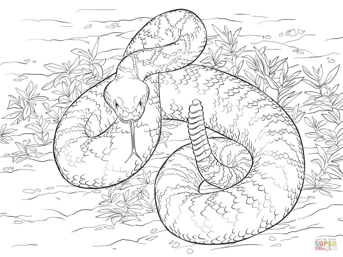 Western diamondback rattlesnake coloring page free printable coloring pages