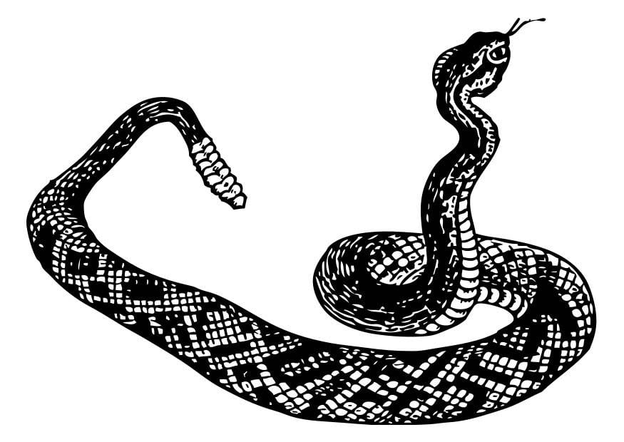 Coloring page rattlesnake