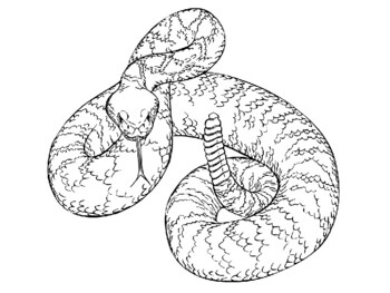 Western diamondback rattlesnake coloring picture by stevens social studies