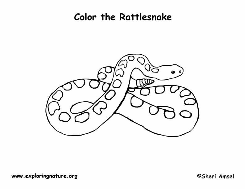 Rattlesnake coloring page