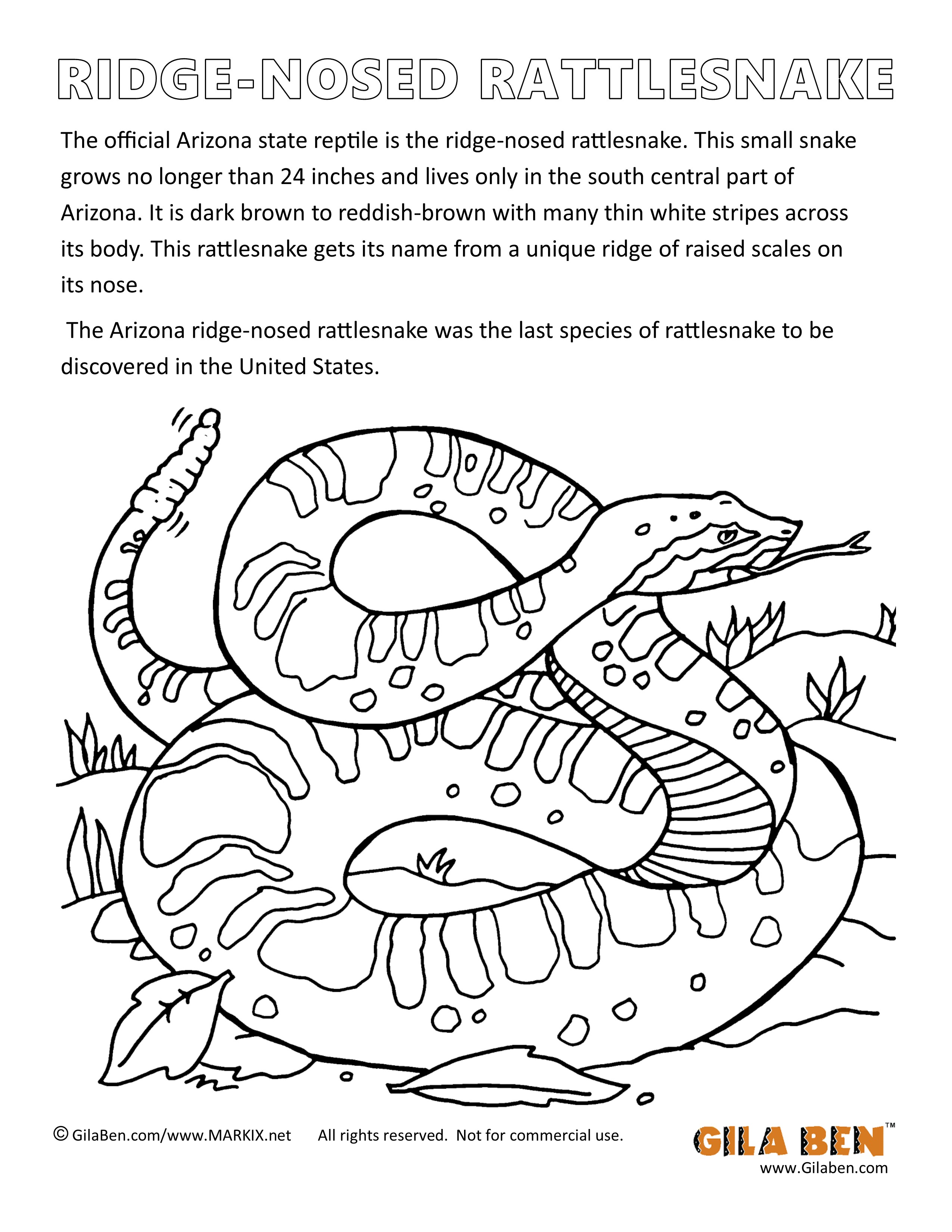 Arizona state reptile ridge