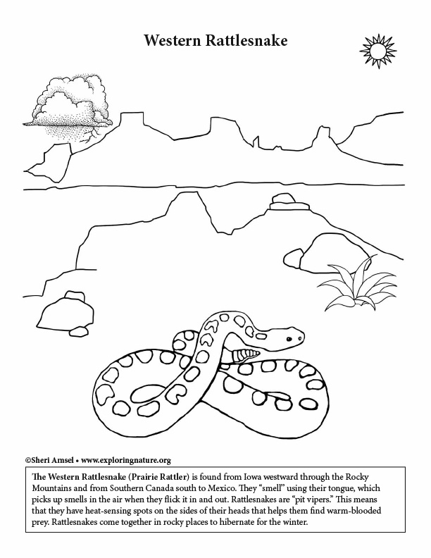 Desert rattlesnake coloring page