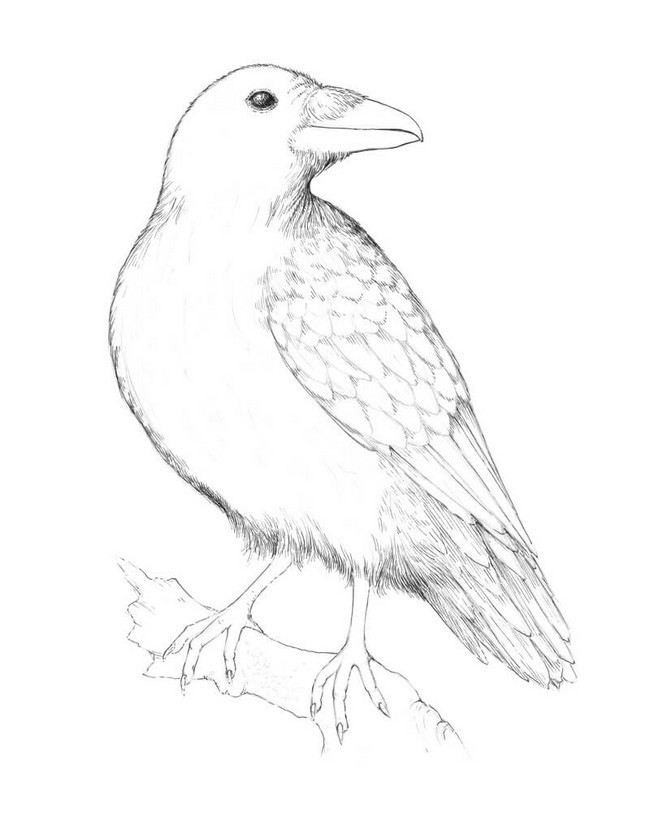 Raven drawing ideas