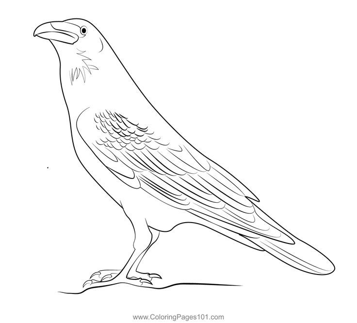 Raven coloring page coloring pages color crow