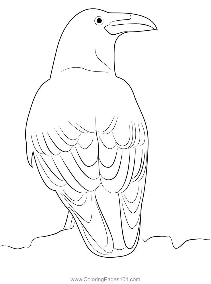 Raven coloring page coloring pages printable coloring pages color
