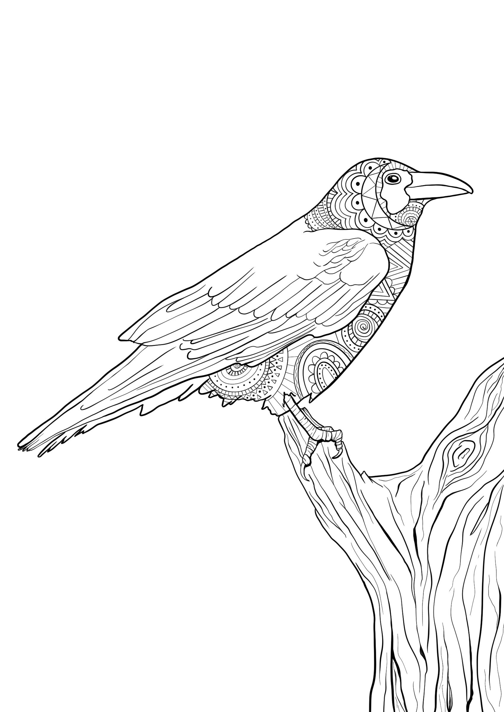 Raven colouring page