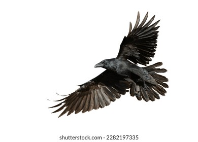 Raven flying images stock photos d objects vectors