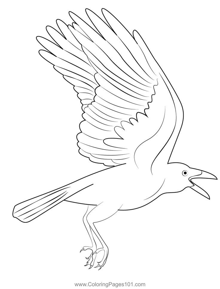 Raven coloring page coloring pages raven color crow