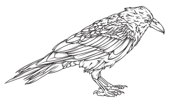Raven drawing images â browse photos vectors and video