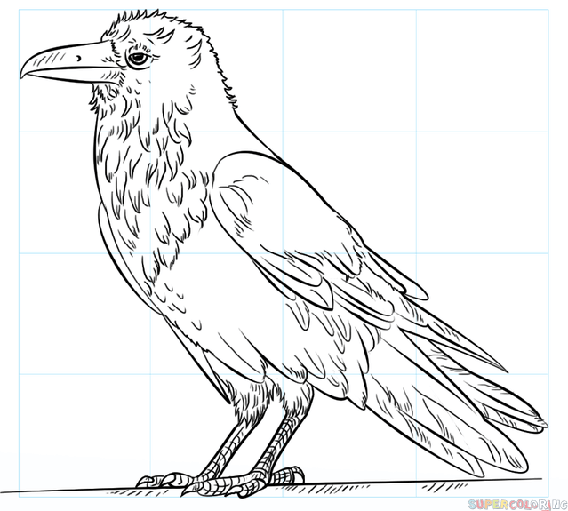 How to draw a raven step by step drawing tutorials