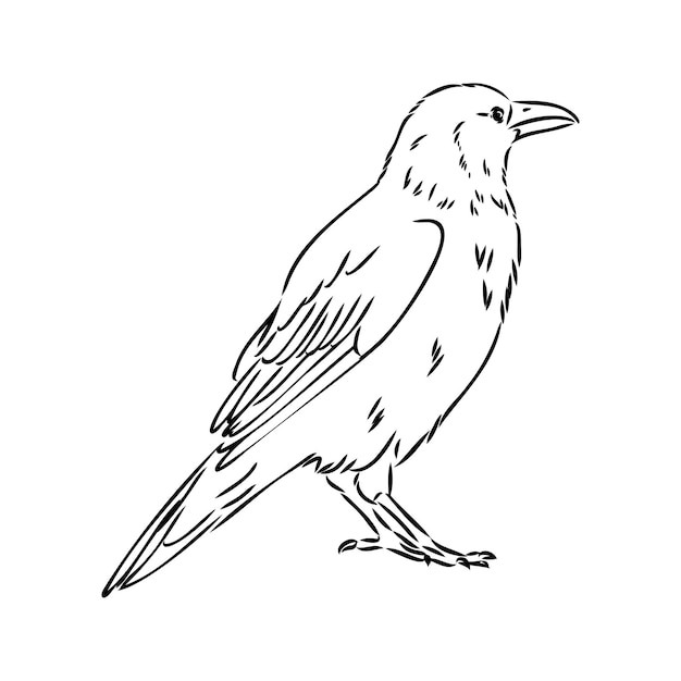 Premium vector handdrawn black crow raven bird sketch vector illustration