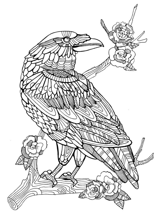 Crow coloring stock illustrations â crow coloring stock illustrations vectors clipart