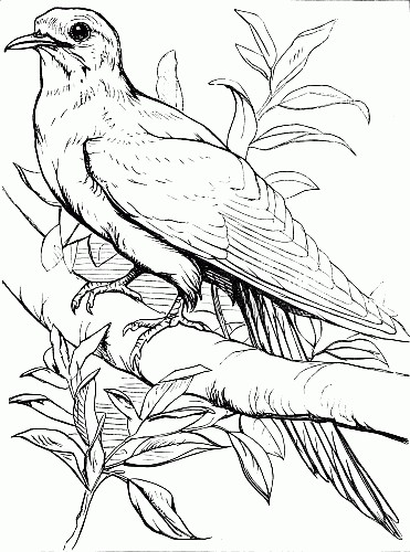 Bird coloring image