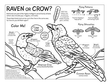 Raven or crow educational coloring page by sara cramb tpt
