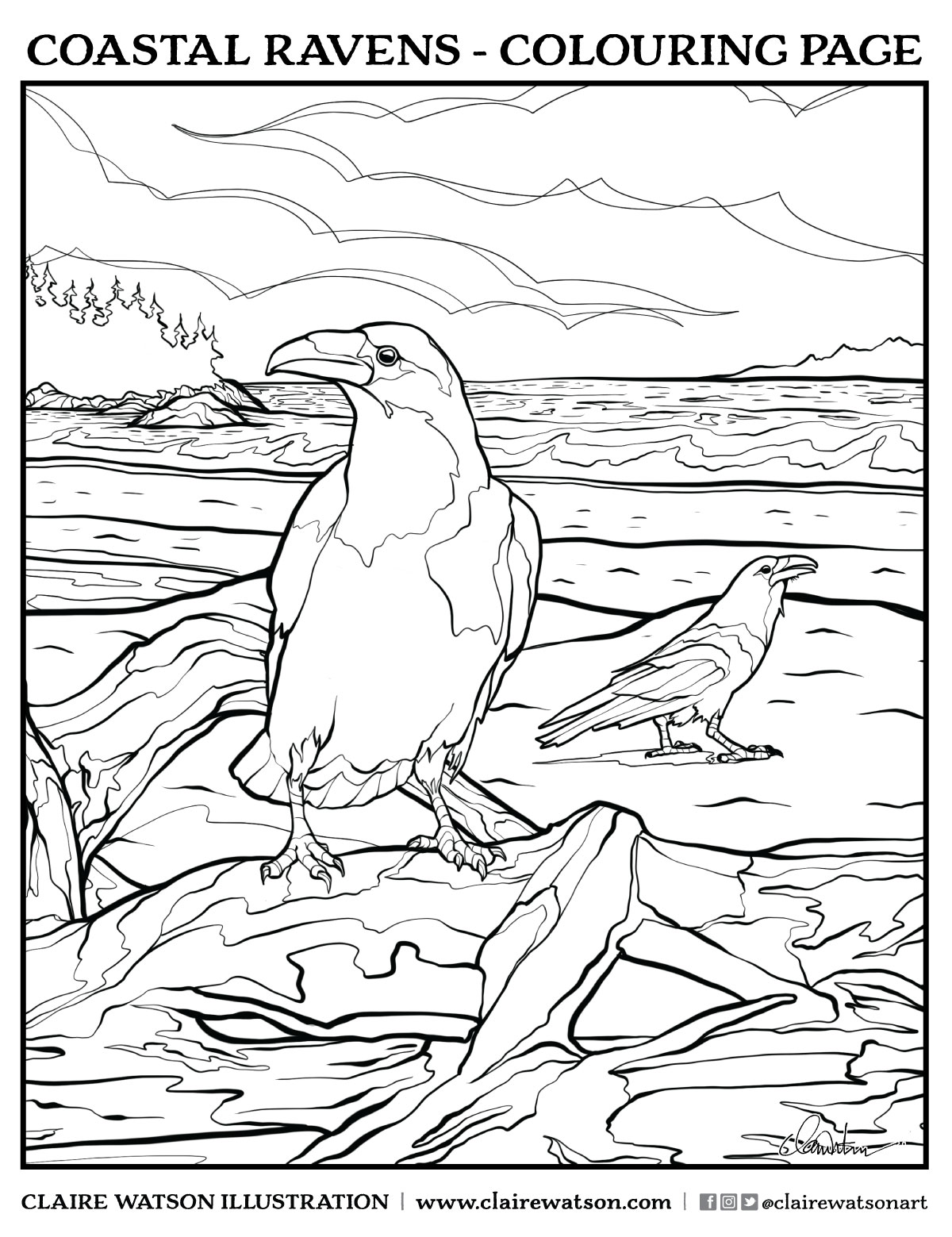 Coastal ravens