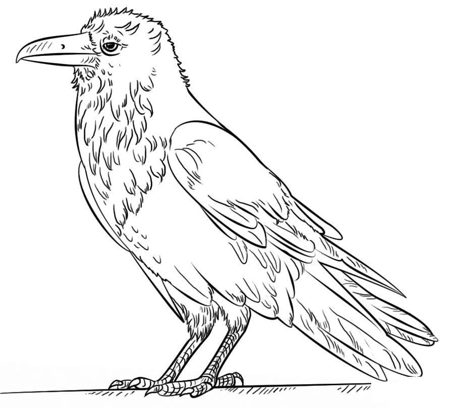 Coloring pages ravens printable for kids adults free