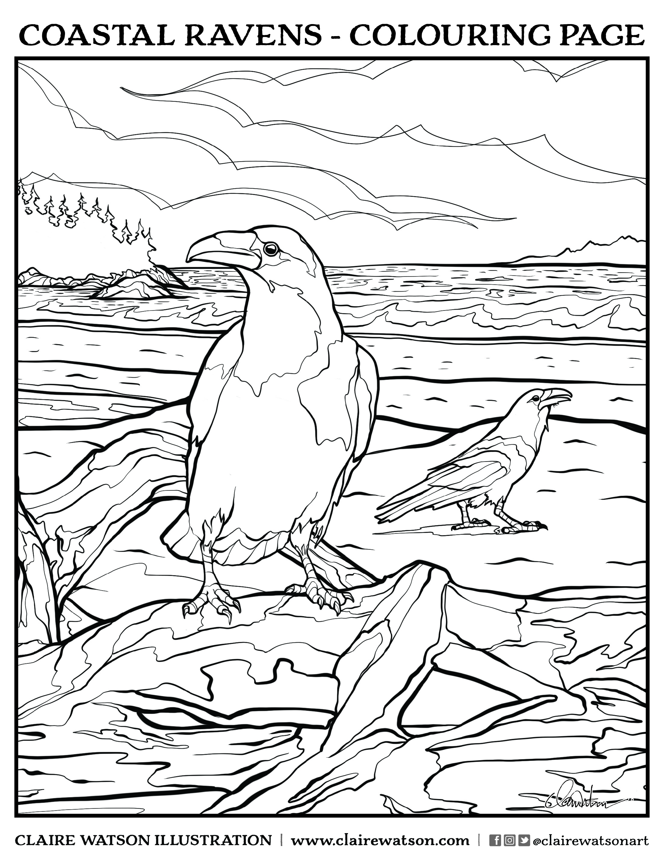 Coastal ravens
