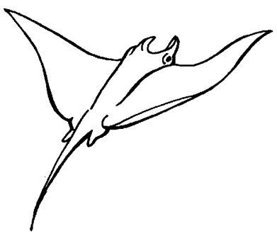 Dibujos de manta rayas