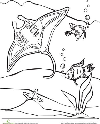 Color the manta ray worksheet education ocean coloring pages manta ray coloring pages for kids