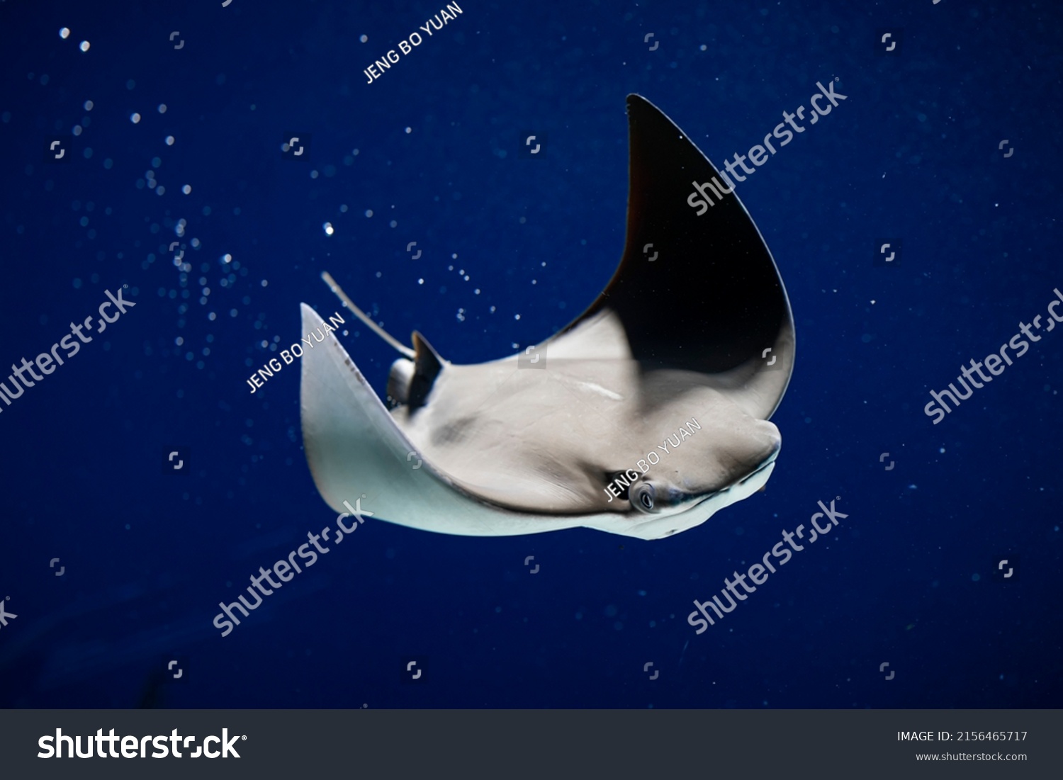 Imãgenes fotos de stock objetos en d y vectores sobre mantarraya