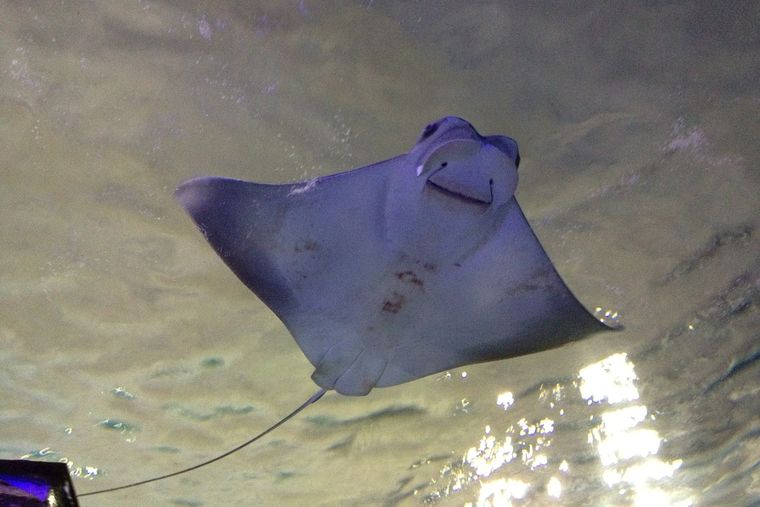 Mantarraya ãrbol abc