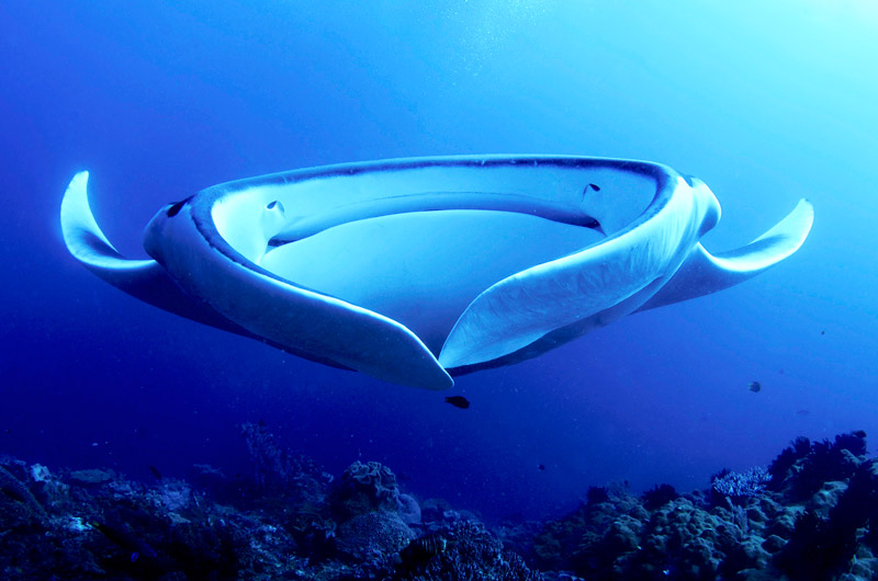 Manta ray facts that answer everything you wonder about them
