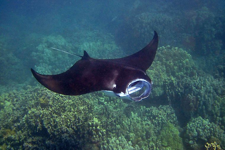 Mantarraya ãrbol abc