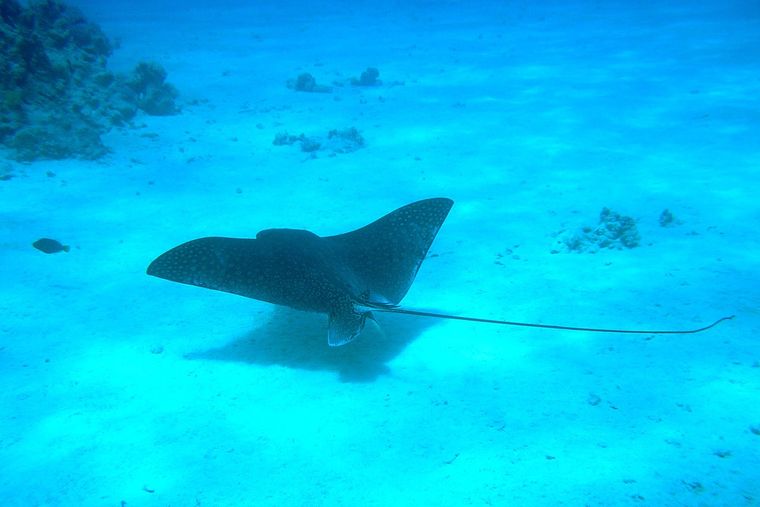 Mantarraya ãrbol abc
